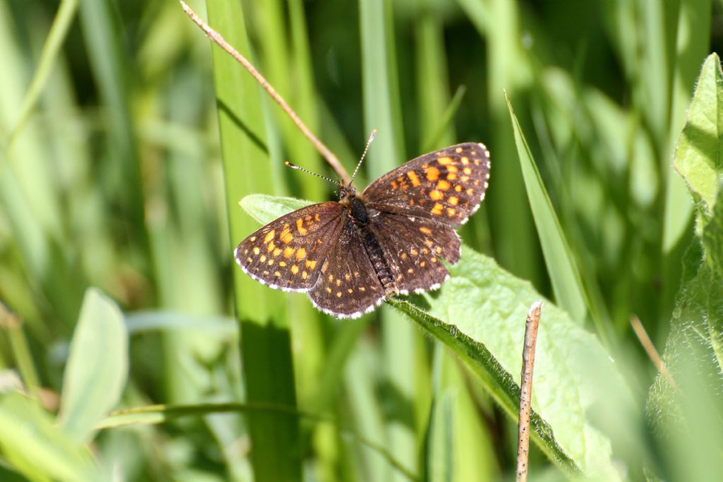 Melitaea diamina forse? S